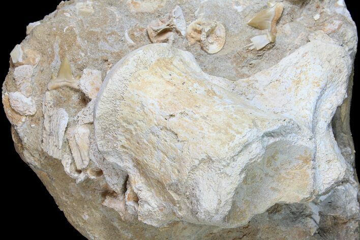Fossil Mosasaur Vertebrae With Shark Teeth & Vertebrae #78097